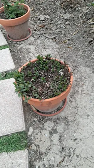 Planta suculenta en maceta de barro