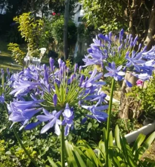 Agapantos morados. 2 euros bulbo