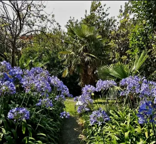 Agapantos morados. 2 euros bulbo