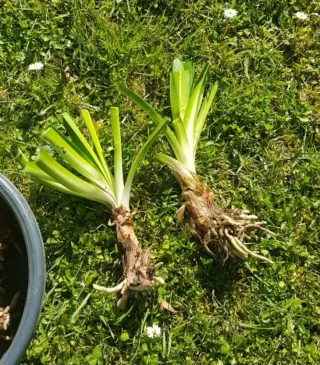 Agapantos morados. 2 euros bulbo