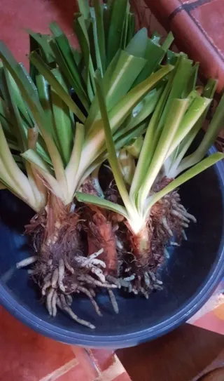 Agapantos morados. 2 euros bulbo