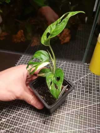 Monstera Adansonii Variegata