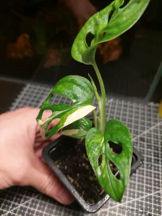 Monstera Adansonii Variegata
