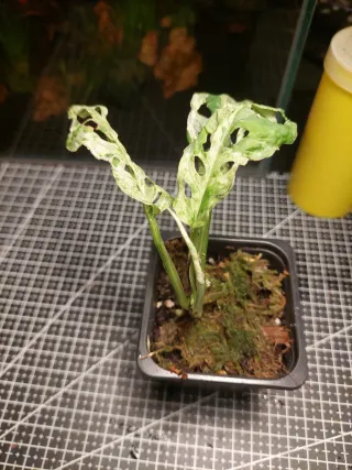 Monstera Adansonii Frozen Freckles