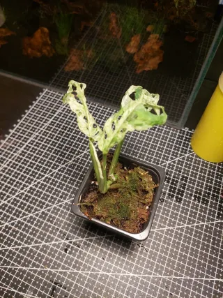 Monstera Adansonii Frozen Freckles