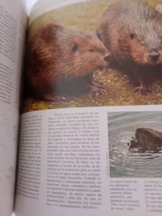 Libro Presentación colección R. Animales