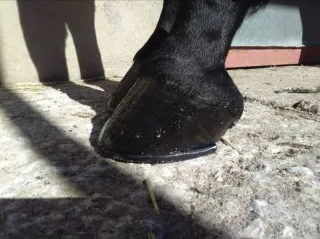 Herrador de caballos Ciudad Real.