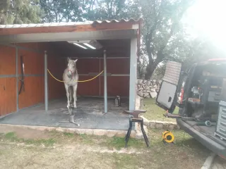 Herrador de caballos Ciudad Real.