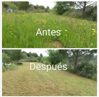 Limpieza de parcelas