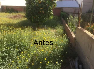 Limpieza de parcelas poda de árboles desbroces