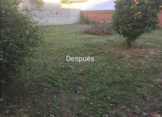 Limpieza de parcelas poda de árboles desbroces