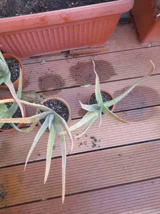 Pianta di Aloe Vera in vaso di ceramica