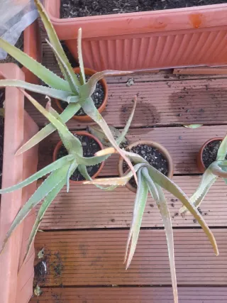 Pianta di Aloe Vera in vaso di ceramica