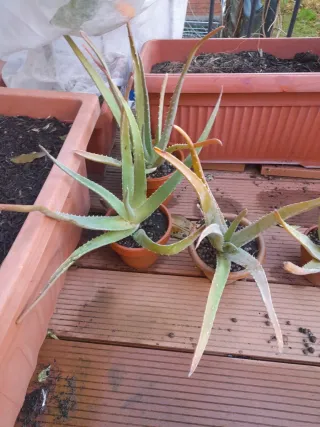 Pianta di Aloe Vera in vaso di ceramica