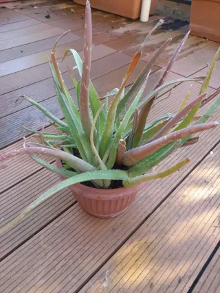 Pianta di Aloe Vera in vaso di ceramica