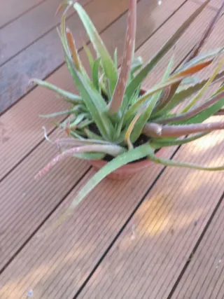 Pianta di Aloe Vera in vaso di ceramica