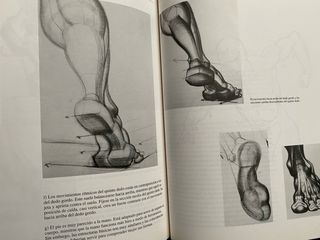 El dibujo anatòmico a su alcance