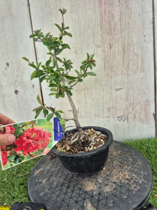 Prebonsai Chaenomeles N3507