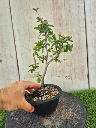 Prebonsai Chaenomeles N3507