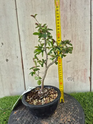 Prebonsai Chaenomeles N3507