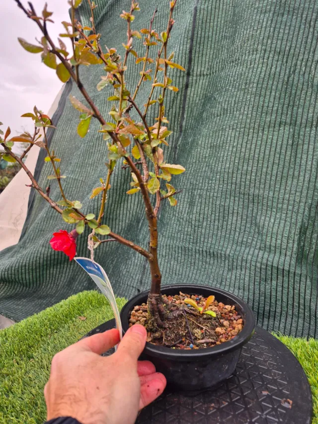 Prebonsai Chaenomeles Terrina N35.n5