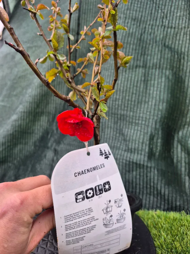 Prebonsai Chaenomeles Terrina N35.n5