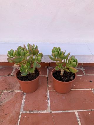 Plantas Crasas o Suculentas