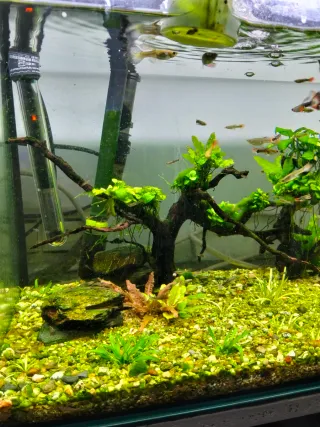 Acuario completo plantas