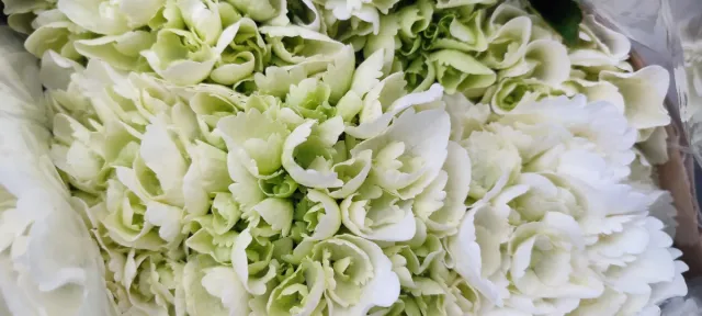 Hortensia Ø 20 cm, Hydrangea macrophylla