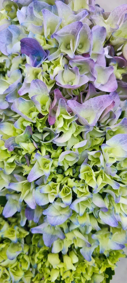 Hortensia Ø 20 cm, Hydrangea macrophylla