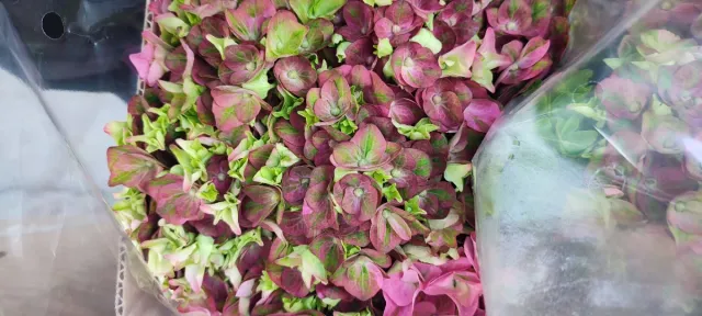 Hortensia Ø 20 cm, Hydrangea macrophylla