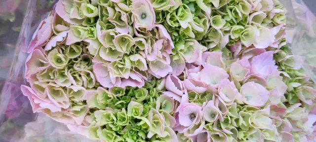 Hortensia Ø 20 cm, Hydrangea macrophylla