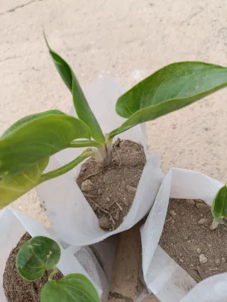3 Plantas de Cala en Crecimiento