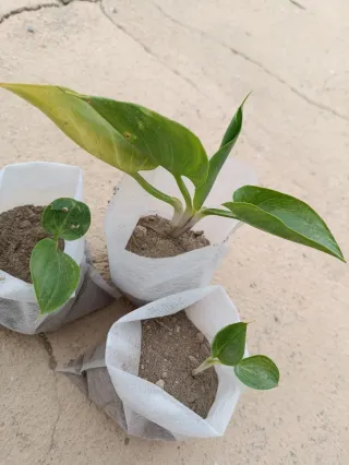 3 Plantas de Cala en Crecimiento