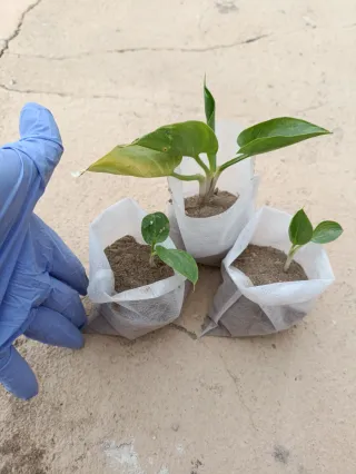 3 Plantas de Cala en Crecimiento