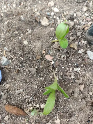 Planta calendula y 7 Plántulas Caléndula 7cm