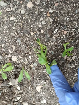 Planta calendula y 7 Plántulas Caléndula 7cm