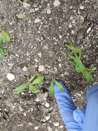 Planta calendula y 7 Plántulas Caléndula 7cm