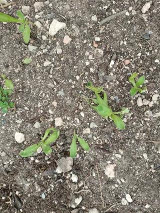 Planta calendula y 7 Plántulas Caléndula 7cm