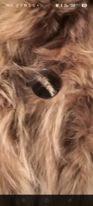 Vera pelliccia Anfon Emporio taglia 40