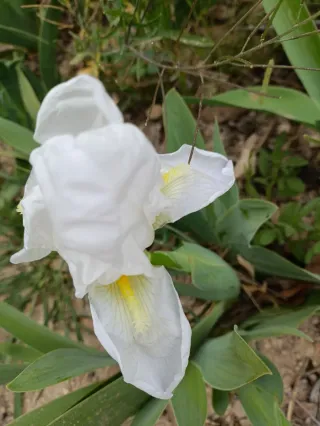 3 plantas de lirio blanco en maceta ecológica