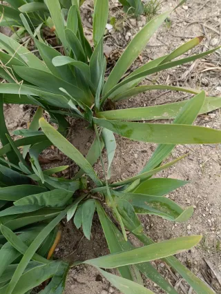 3 plantas de lirio blanco en maceta ecológica