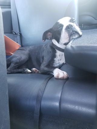 Paseador de perros - Zona Retiro / Centro