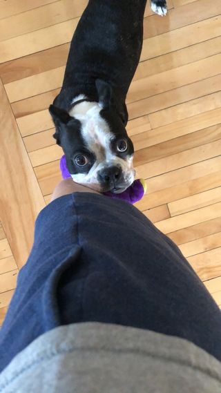 Paseador de perros - Zona Retiro / Centro