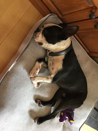 Paseador de perros - Zona Retiro / Centro