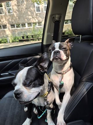 Paseador de perros - Zona Retiro / Centro