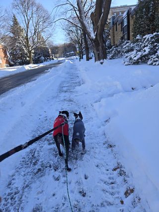 Paseador de perros - Zona Retiro / Centro