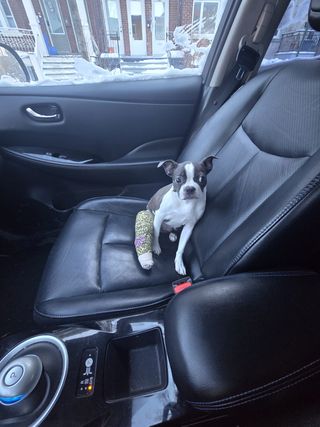 Paseador de perros - Zona Retiro / Centro