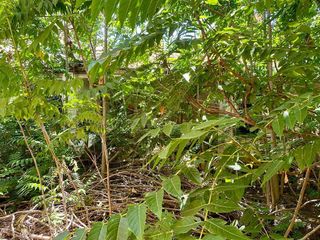 Hotel en venta en Daimiel