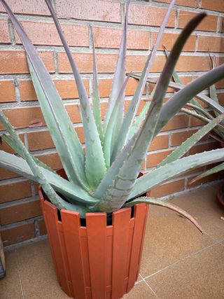 Planta Aloe Vera en Maceta